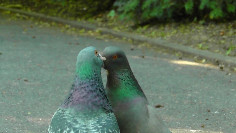 feelings, green, kiss, nature, tender, field, no people, outdoors, dove, beak, heart, animals in the wild, 2K, lovers, close-up, vertebrate, birds, dove - Bird