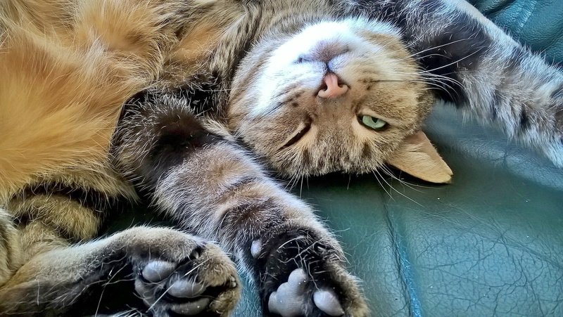 whisker, cat, brown, animal, chair, no people, stress-, feline, tabby, wildlife photography, animal themes, do nothing, close-up, stretch out all fours