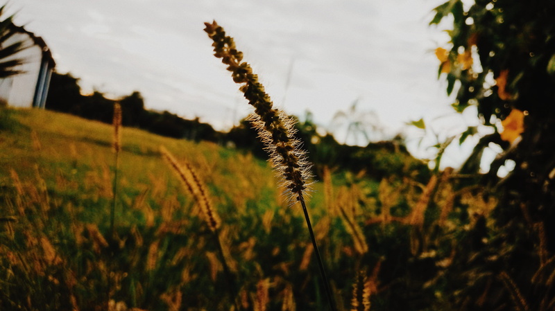 brazil, tranquility, day, land, stalk, outdoors, nature, vila santo henrique, field, close-up, focus on foreground, tranquil scene, landscape, 4K, rodovia ayrton senna da silva