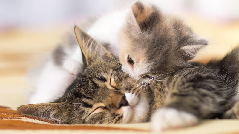 mom, 4K, kitten, kiss, cute, cutest, sweet, cat