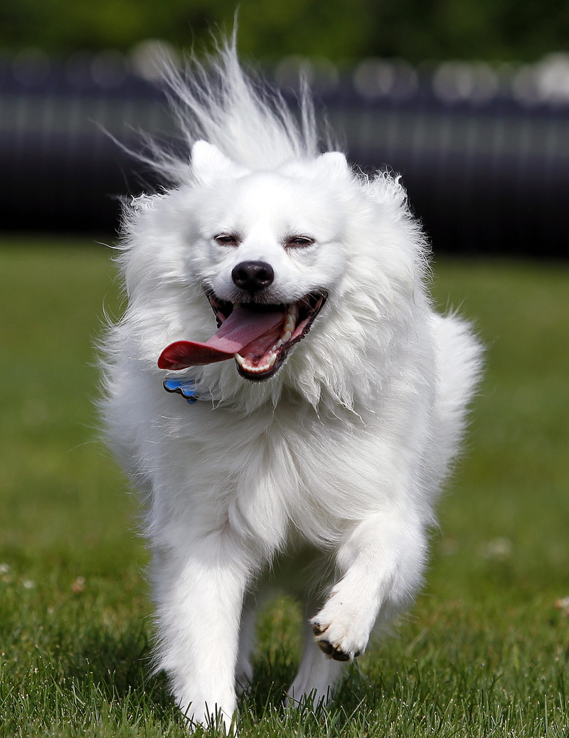 plant, animal themes, animal, vertebrate, no people, 2K, canine, focus on foreground, american eskimo, sticking out tongue, nature, pet, one animal, facial expression