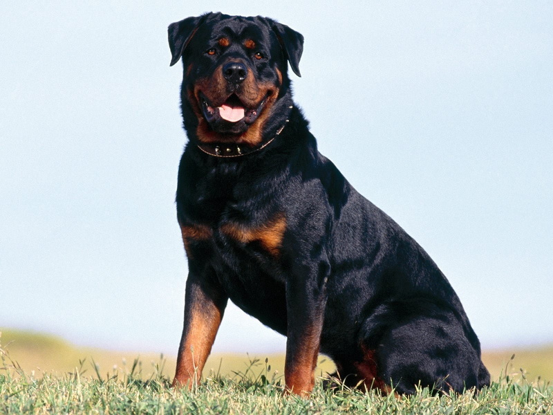 purebred dog, dog, one animal, looking at camera, vertebrate, mammal, domestic, sitting, Pet, canine, domestic animals, pets, Frendly, grass, no people