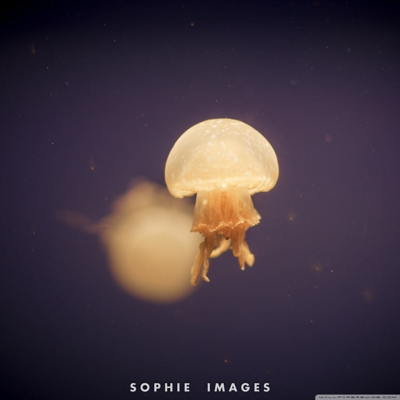 jellyfish, 480P