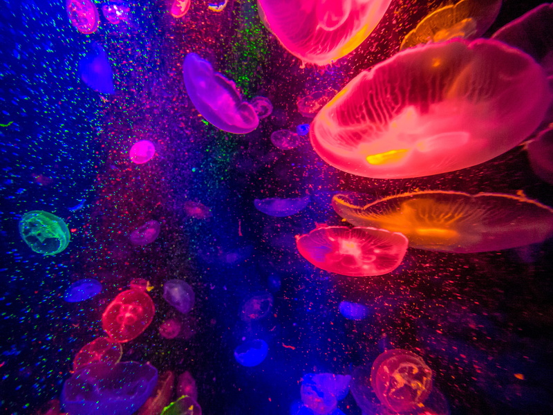 4K, jellyfish