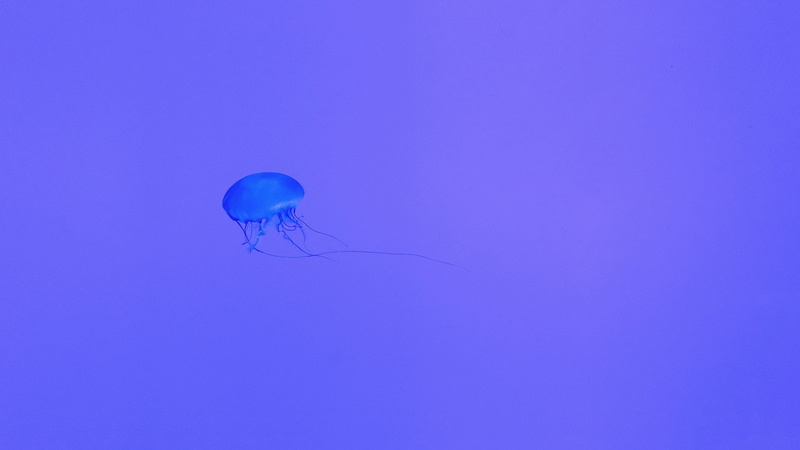 no people, blue, invertebrate, one animal, animal, underwater, beauty in nature, marine, purple, neon, nature, animal wildlife, sea, copy space, water