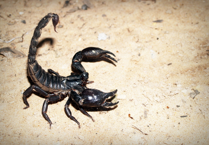 fossorial, no people, scorpionida, fear, chelicera, sign, claw, animal, protection, danger, venomous, day, animals in the wild, arachnophobia, white, painful