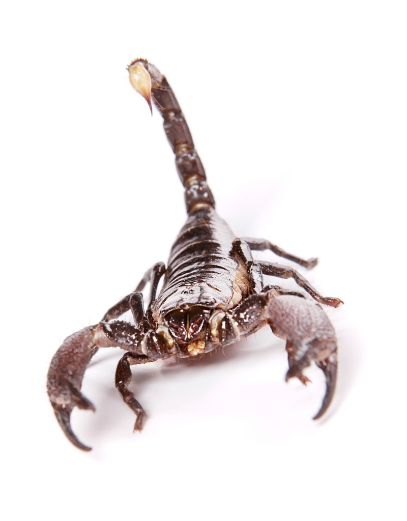 studio, insect, animal eye, wildlife, toxic, white background, wild, scorpion, black, animal body part, young, indoors, white, copy space, poisonous, animal themes