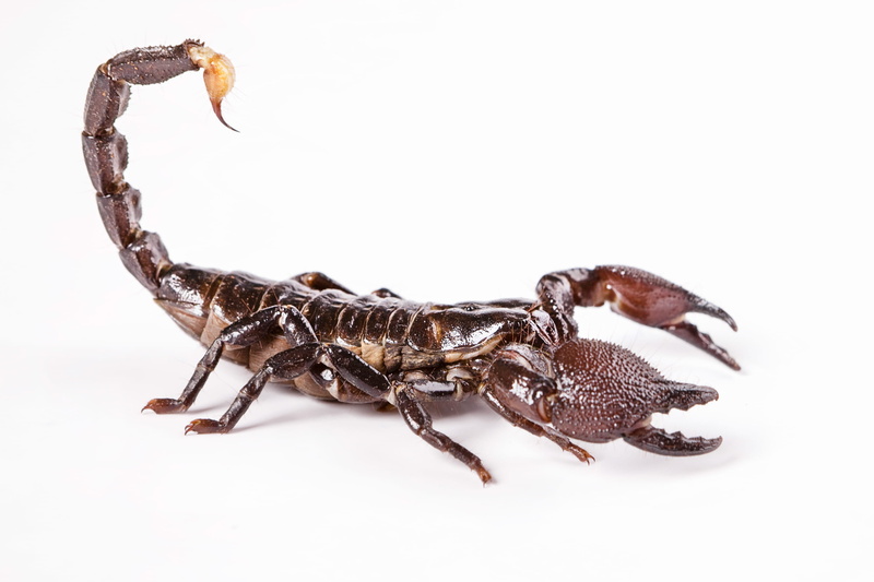 arachnid, poisonous, animal, background, wildlife, indoors, insect, cut out, danger, zoology, white background, imperator, brown, studio shot, nature, tail