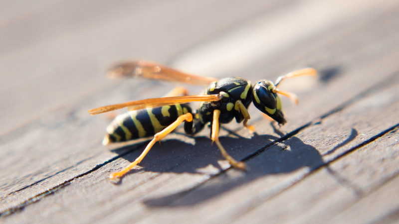 stinger, day, animal themes, 5K, animals in the wild, no people, Macro, animal, surface level, wildlife, bee, wood - material, one animal, yellow, insects