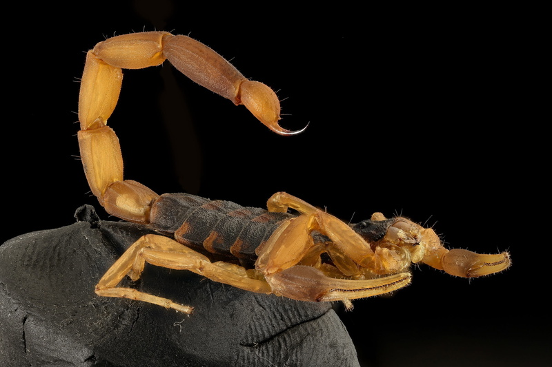 stinger, 2K, scary, indoors, vertebrate, close up, studio shot, black background, wildlife, black, venom, small, scorpion, animal body part, animal themes