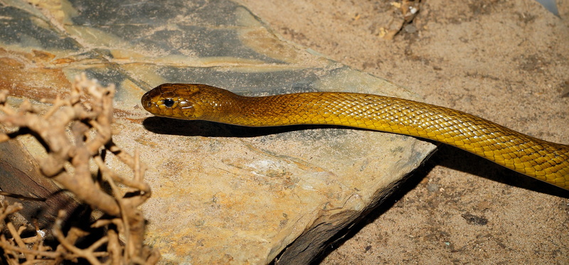 animal wildlife, warning sign, rock, Animal, fatal, close, one animal, beautiful, Snake, outdoors, scale, no people, animal themes, animal scale, threatening