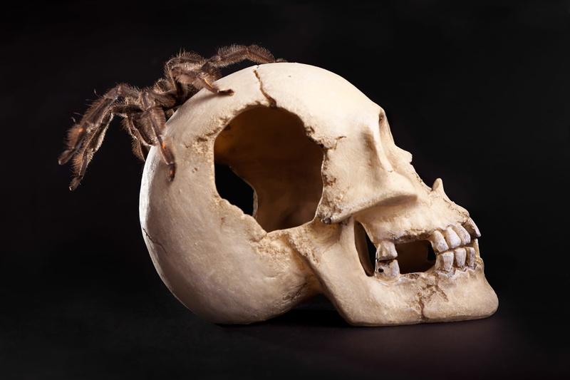 one animal, yellow, animal skull, leg, symbol, one, pet, danger, studio, horror, head, isolated, skull, exotic, animal, brachypelma, human body part, close