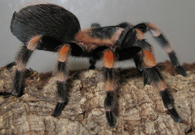 Smith, nature, macro, insect, arthropod, animal, animal wildlife, 2K, spooky, poisonous, animal themes, invertebrate, animals And Pets, black Color, Terrarium