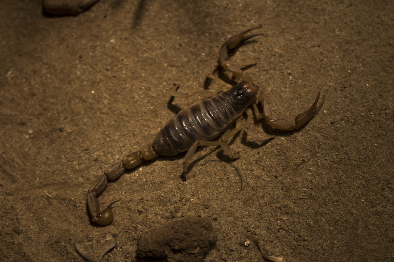 hatchling, dinosaur, animals in the wild, scorpion, zoology, invertebrate, burrow, communication, aggression, old, wildlife, day, outdoors, no people, Desert