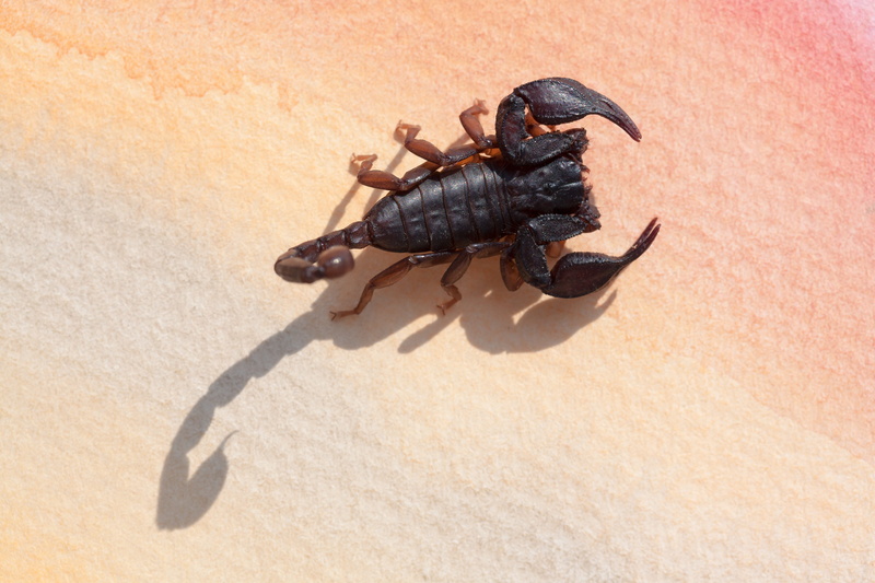 paper, shadow, high angle view, arthropod, animal themes, outdoors, sand, animals in the wild, zoology, watercolour, Scorpio, invertebrate, insect, land