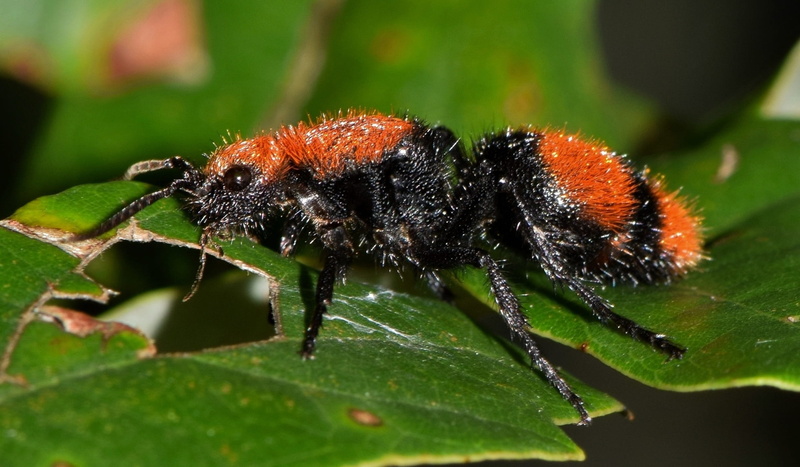 insect, Wasp, selective focus, leaf, arthropod, animals in the wild, green Color, pest, Cow Ant, Velvet Ant, entomology, sting, day, pain, cow killer, fauna