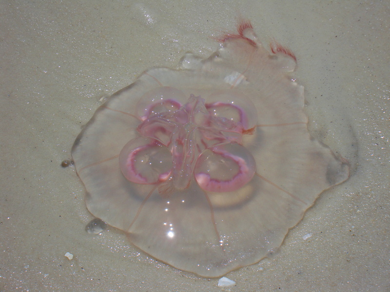 close-up, common jellyfish, animal, day, invertebrate, directly above, pain, toxic, sand, plant, marine, beauty in nature, danger, jellyfish, aurelia, rescue