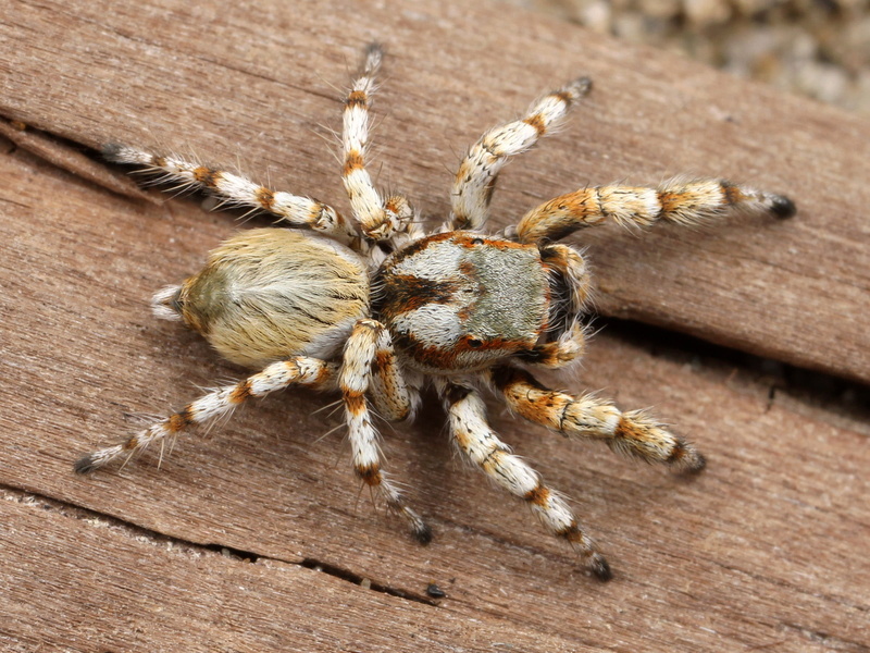 1080P, brown, invertebrate, Habronattus amicus, amicus, phobia, jumping, public domain, macro, bugs, nature, animals in the wild, poisonous, focus on foreground
