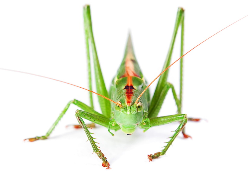 cricket, green, detail, eye, isolated, animal body part, cut out, single, one animal, studio shot, arthropod, studio, white background, animal, insect
