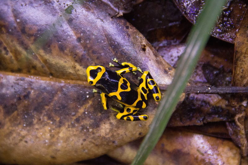poisonous, poison dart frog, natural pattern, poison arrow frog, butterfly, dart frog, beauty in nature, rainforest, wildlife, animal, animal markings