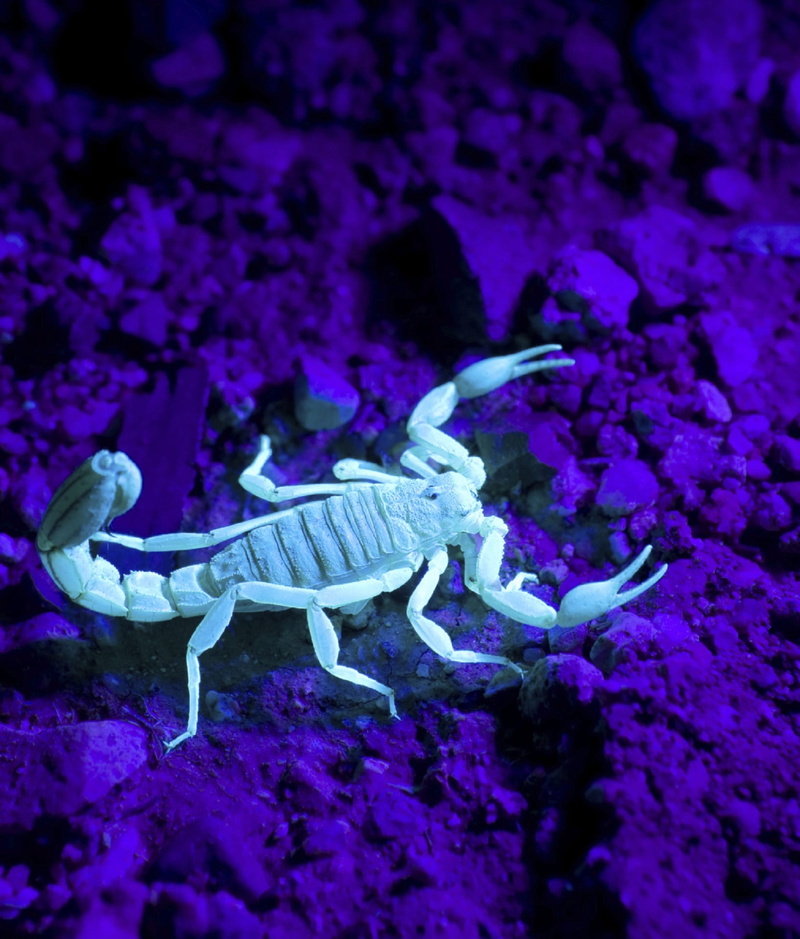 invertebrate, nature, tail, purple, Wildlife, arthropod, focus on foreground, Wild, zoology, outdoors, poisonous, desert, day, White, predator, marine