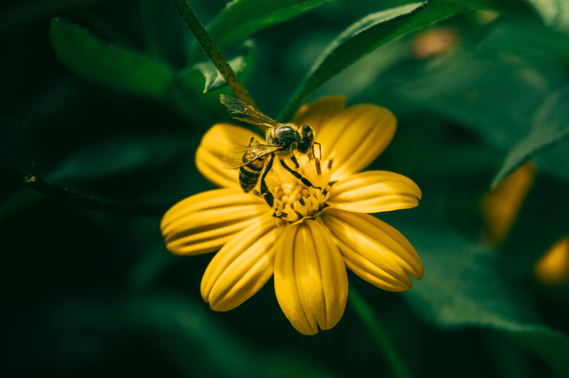 little, yellow, freshness, cute, antenna, butterfly - insect, fragility, wild, bumblebee, macro, stinger, growth, animals in the wild, insect, pollen, sting
