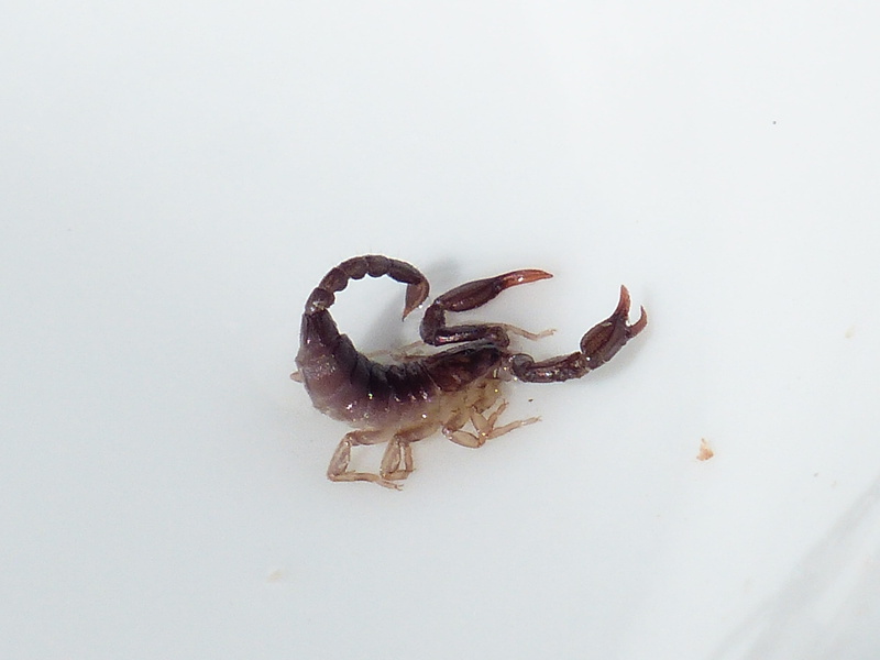scorpiones, animal themes, high angle view, animals in the wild, snowing, winter, studio shot, animal wildlife, chactidae, euscorpius italicus, food, white background