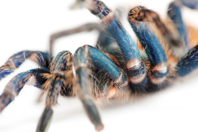 beautiful, hairy, animal head, animals in the wild, animal leg, arachnida, isolated, invertebrate, white, brachypelma, arachnid, one, toxic, animal, scary