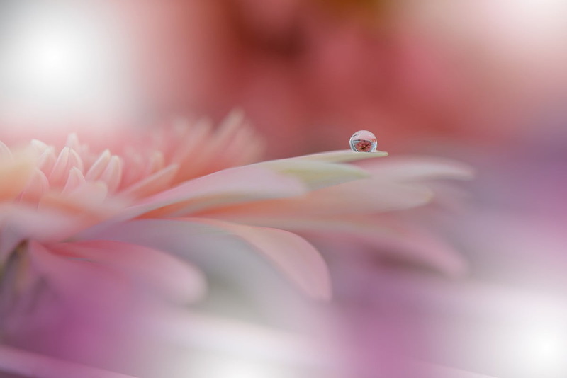 flowering plant, inflorescence, s, springtime, macro, flower head, botany, growth, men, soft focus, freshness, petal, purity, vulnerability, pink color