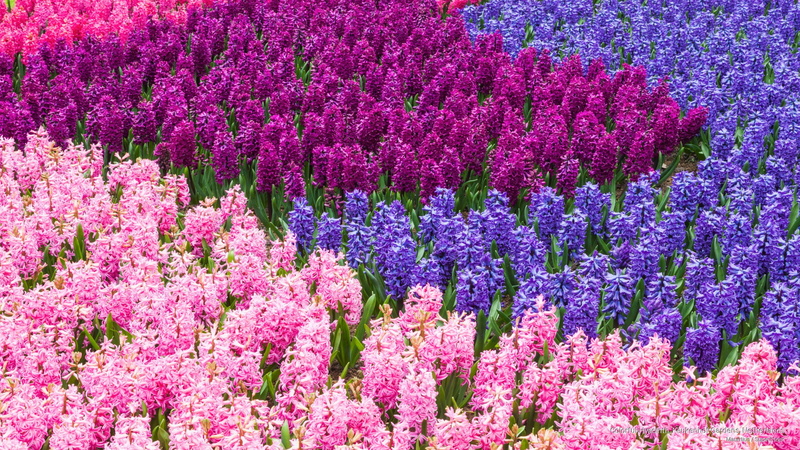 2K, keukenhof, colorful, gardens, netherlands, hyacinth, Flowers/Gardens