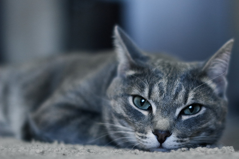gray, 1080P, photo, pets, closeup, fur, animal, grey, sigma, feline, cat, tabby, domestic Cat, cute, whisker, looking, Tabby cat, domestic Animals, mammal