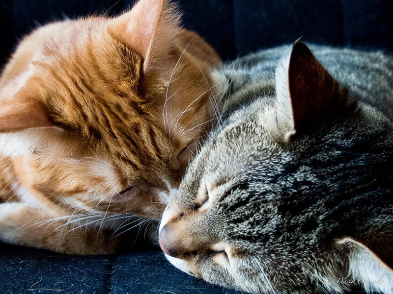 cat, gatto, orange, katzen, sleeping, cute, gray, mammal, domestic Animals, tabby cats, 720P, kitten, domestic Cat, animal, International Cat day, fur
