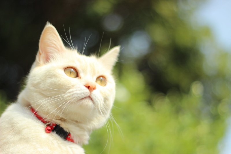 animal, Cats, daytime, kitten, cute, nature, neko, closeup, domestic Cat, outdoors, pets, photography, white cat, Spring, 5K, feline, closeup photography