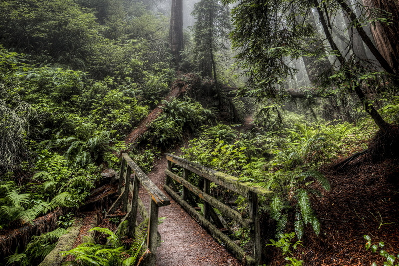 hdr, trees, fog, plants, landscapes, 1080P, bridges, fern, green, jungle, nature, forest, architecture