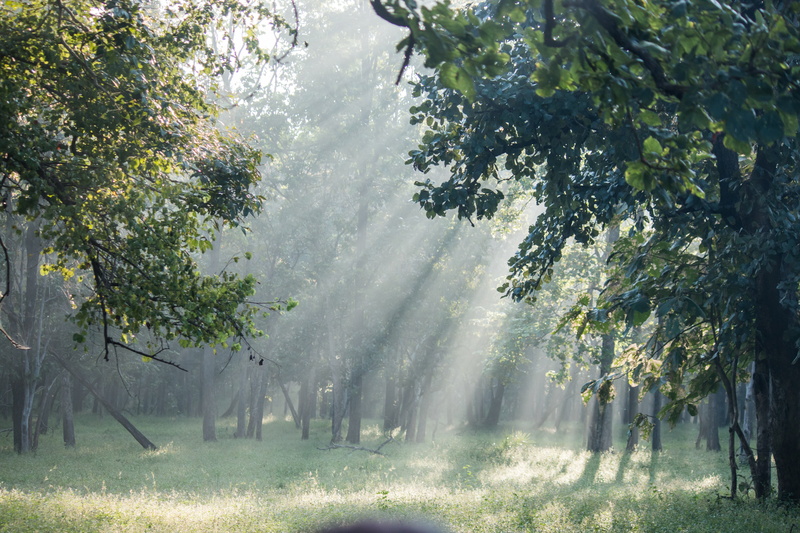 green, summer, nature, jungle, rays, tree trunk, vacation, outdoor, tree, paradise, travel, forest, trees, streaming, wild, no people, outdoors, day, park