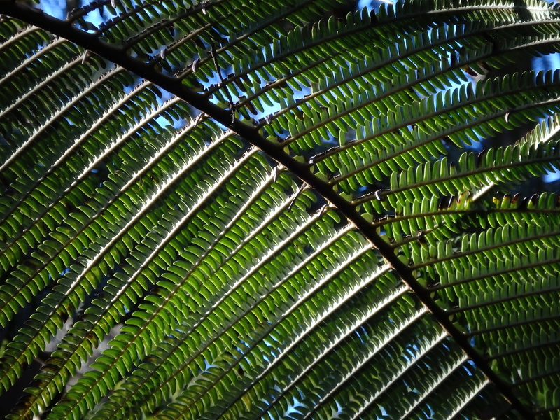 full frame, growth, palm tree, close-up, summer, 4K, green color, plants, leaf, forest, beauty in nature, hawaii, palm leaf, fern, tropical, pattern, plant part