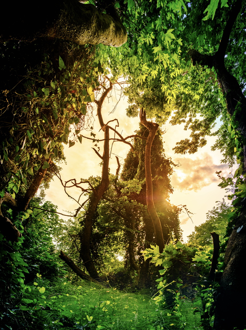 plants, landscape, growth, leaves, nature, vegetation, trees, day, green, tranquility, sky, outdoors, sun, feelings, tree, foliage, tranquil scene, fairy tale