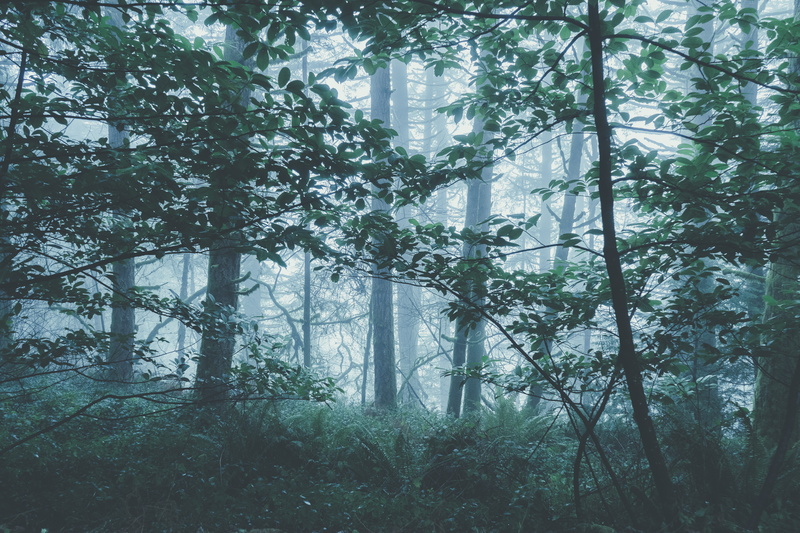 tranquility, lush foliage, day, growth, adventure, outdoors, grove, streaming, green color, winter, water, conifer, no people, misty, daytime, branch, wilderness