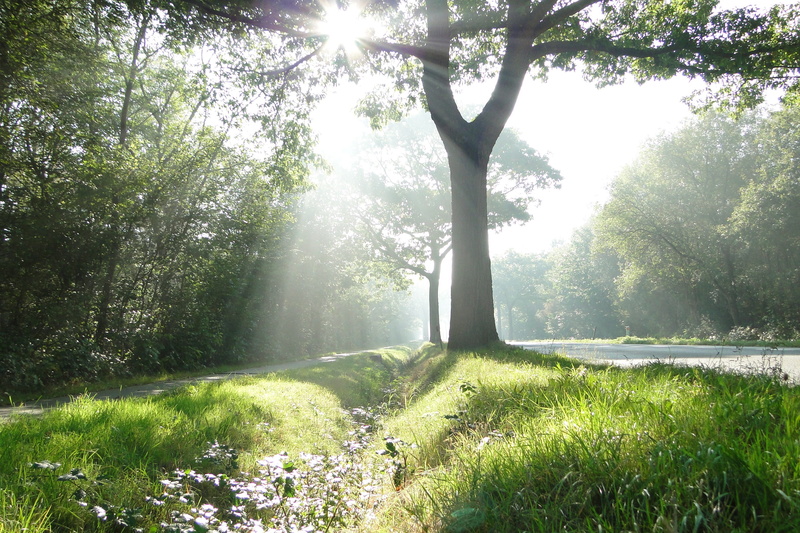 landscape, field, outdoors, nature, woodland, leaf, land, brilliance, grass, fog, light beam, day, non-Urban Scene, sunrise, no People, heavenly, green