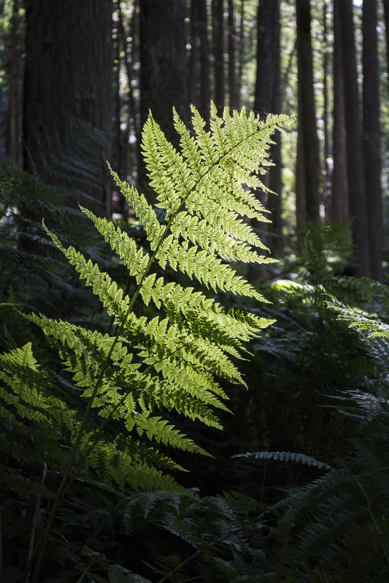 morning, Magic, fresh, leaf, scene, scenic, trunk, tranquility, focus on foreground, foliage, backlit, land, botany, enchanted, beauty in nature, plant
