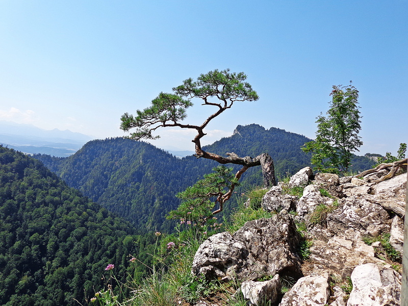 no people, mountains, seasons of the year, sunny, daytime, coniferous tree, tops, forest, sky, lane, tranquil scene, autumn, nature, idyllic, spacer, colors