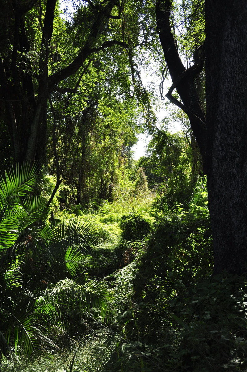 tranquil scene, green Color, outdoors, zimbabwe, green, leafed, non-urban scene, trunk, tropical Climate, plants, lush Foliage, landscape, summer, africa