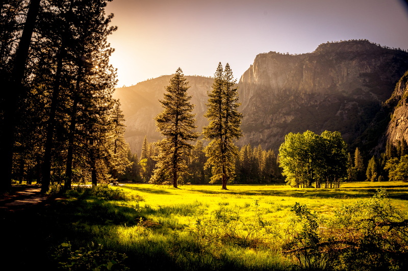 trees, pine woodland, tranquil scene, outdoors, grass, beauty in nature, sunrays, 2K, fall, pine tree, scenic, scenery, fog, sun, sunlight, foliage, tree