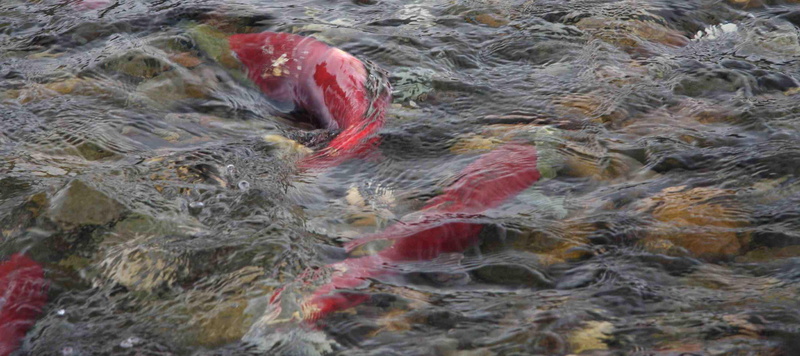 river, underwater, red, pictures, fishes, 2K, three, fish, salmon