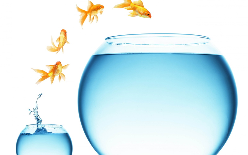 gold fishes, 2K, fish, flying, aquarium, fishes