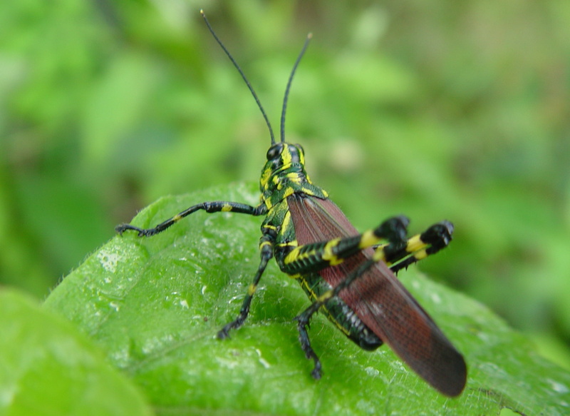 animal, close-up, insect, locust, leaf, wildlife, guttata, nature, photo, green, grasshopper, green Color, romalea, 1080P, macro