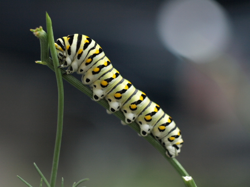Dill Weed, dill  weed, insect, greenville  mississippi, 2K, close-up, nature, leaf, Caterpillar, green leaf, olympus, swallowtail, dill, green, wildlife