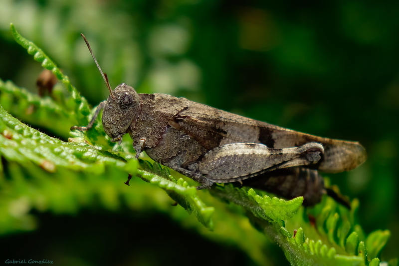 grasshopper, leaf, daytime, wildlife, Sony, locust, photography, close-up, macro photography, animal, brown, 2K, nature, RX, insect, cricket, macro