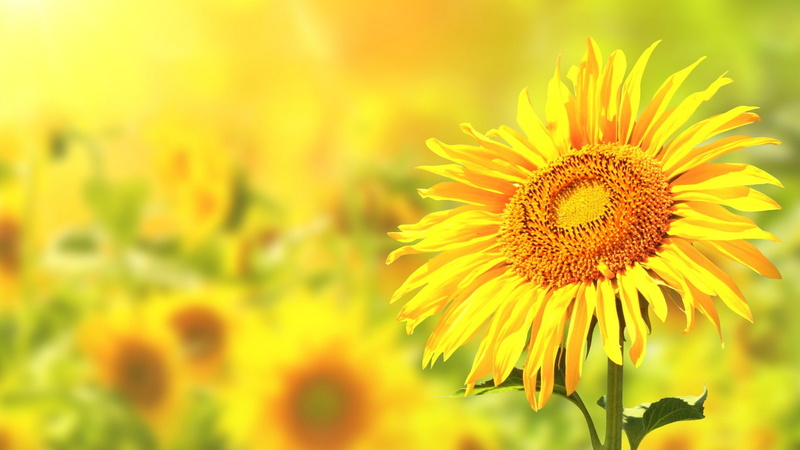focus on foreground, close-up, springtime, sunflowers, 1080P, flower, fragility, no people, flower head, softness, pollen, field, sunflower, yellow, beauty in nature