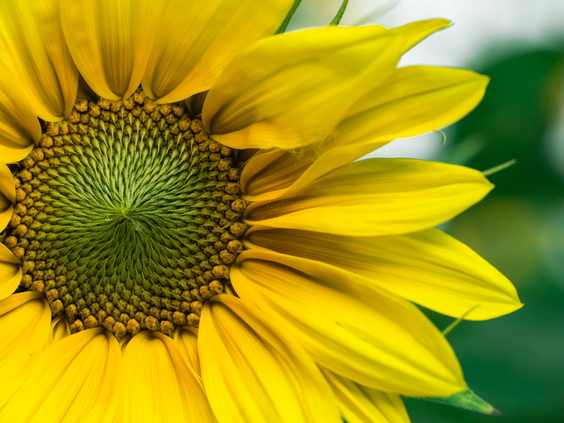 flower head, sunflowers, sepal, outdoors, springtime, flower, botany, nature, growth, focus on foreground, petal, inflorescence, plant, 4K, close-up, flowering plant